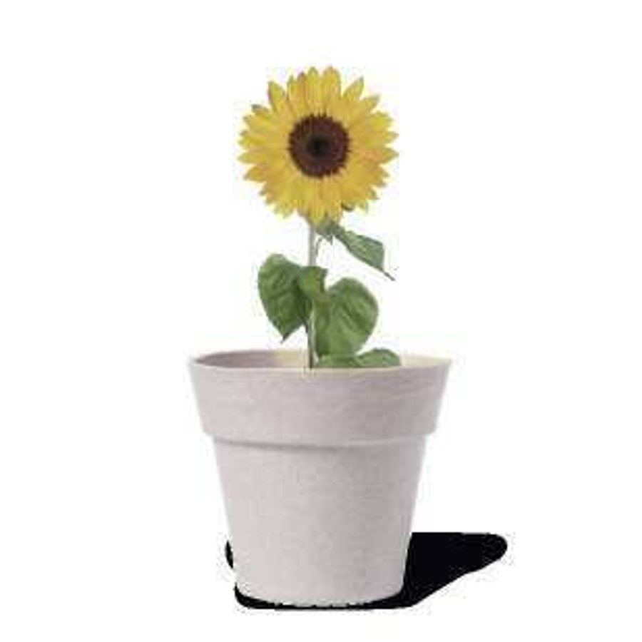 Pack Plantable Aquael