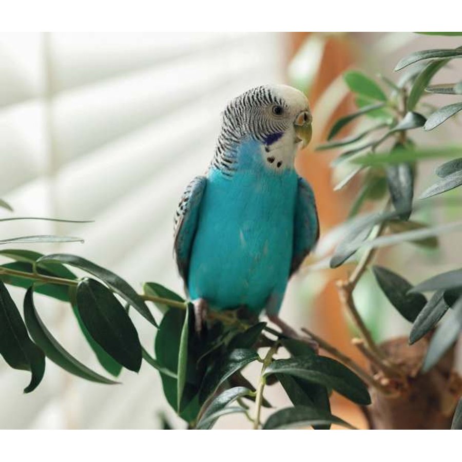 Pecker